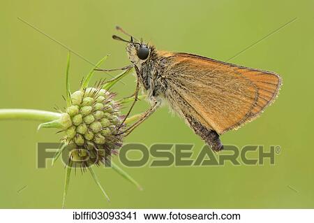 "Essex Skipper or European Skipper (Thymelicus lineola), perched on the seed head of a Pincushion Flower (Scabiosa columbaria), Valle Verzasca, Kanton Tessin, Switzerland, Europe" View Large Photo Image Stock Image - "Essex Skipper or European Skipper (Thymelicus lineola), perched on the seed head of a Pincushion Flower (Scabiosa columbaria), Valle Verzasca, Kanton Tessin, Switzerland, Europe". Fotosearch
