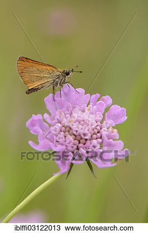 "Essex Skipper or European Skipper (Thymelicus lineola) on the inflorescence of a Dove Pincushion Flower (Scabiosa columbaria), Valle Verzasca, Kanton Tessin, Switzerland, Europe" View Large Photo Image Stock Image - "Essex Skipper or European Skipper (Thymelicus lineola) on the inflorescence of a Dove Pincushion Flower (Scabiosa columbaria), Valle Verzasca, Kanton Tessin, Switzerland, Europe". Fotosearch