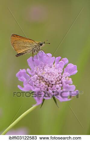 "Essex Skipper or European Skipper (Thymelicus lineola), perched on a Pincushion Flower (Scabiosa columbaria), Valle Verzasca, Kanton Tessin, Switzerland, Europe" View Large Photo Image Stock Image - "Essex Skipper or European Skipper (Thymelicus lineola), perched on a Pincushion Flower (Scabiosa columbaria), Valle Verzasca, Kanton Tessin, Switzerland, Europe". Fotosearch