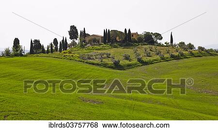 "Estate with a garden and a surrounding field, Chiusure, Province of Siena, Tuscany, Italy, Europe" View Large Photo Image Stock Photo - "Estate with a garden and a surrounding field, Chiusure, Province of Siena, Tuscany, Italy, Europe". Fotosearch