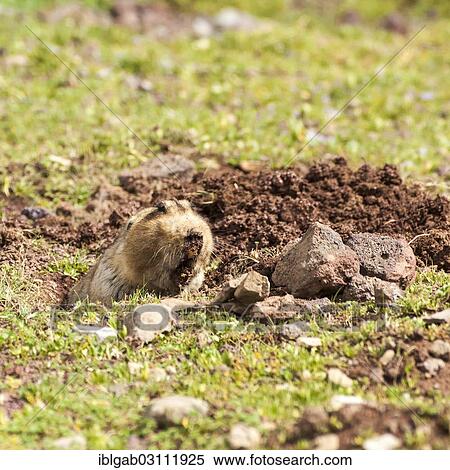Stock Photography - "Ethiopian African mole rat (Tachyoryctes macrocephalus), Bale Mountains National Park, Bale Zone, Oromia Region, Ethiopia, Africa". Fotosearch