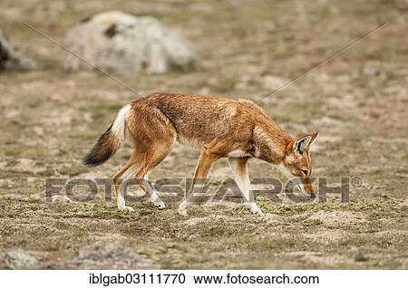 "Ethiopian Wolf (Canis simensis), Bale Mountains National Park, Bale Zone, Oromia Region, Ethiopia, Africa" View Large Photo Image Stock Image - "Ethiopian Wolf (Canis simensis), Bale Mountains National Park, Bale Zone, Oromia Region, Ethiopia, Africa". Fotosearch