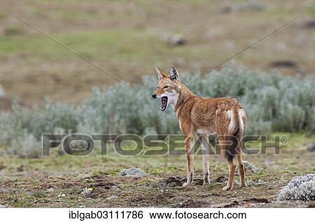 Stock Photograph - "Ethiopian Wolf (Canis simensis), Bale Mountains National Park, Bale Zone, Oromia Region, Ethiopia, Africa". Fotosearch