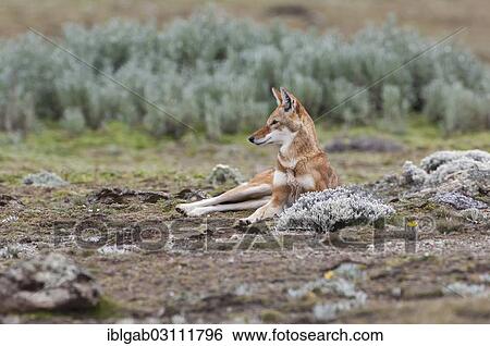 Stock Photograph - "Ethiopian Wolf (Canis simensis), Bale Mountains National Park, Bale Zone, Oromia Region, Ethiopia, Africa". Fotosearch