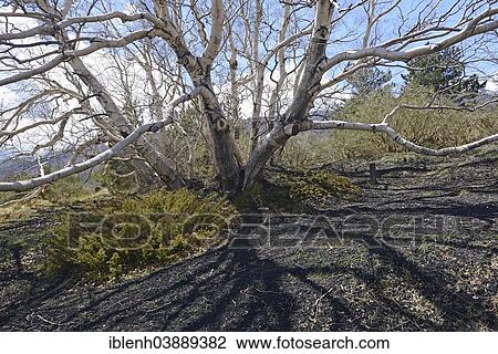 "Etna Birch (Betula aetnensis), Parco dell’Etna, Sicily, Italy, Europe" View Large Photo Image Stock Image - "Etna Birch (Betula aetnensis), Parco dell’Etna, Sicily, Italy, Europe". Fotosearch