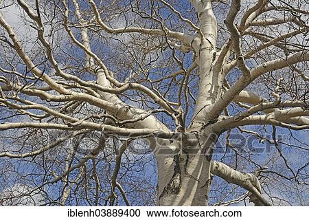 "Etna Birch (Betula aetnensis), Parco dell’Etna, Sicily, Italy, Europe" View Large Photo Image Stock Image - "Etna Birch (Betula aetnensis), Parco dell’Etna, Sicily, Italy, Europe". Fotosearch