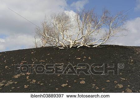 "Etna Birch (Betula aetnensis), Parco dell’Etna, Sicily, Italy, Europe" View Large Photo Image Stock Photo - "Etna Birch (Betula aetnensis), Parco dell’Etna, Sicily, Italy, Europe". Fotosearch