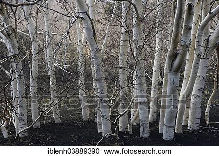 "Etna Birches (Betula aetnensis), Parco dell’Etna, Sicily, Italy, Europe" View Large Photo Image Stock Image - "Etna Birches (Betula aetnensis), Parco dell’Etna, Sicily, Italy, Europe". Fotosearch