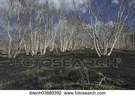 "Etna Birches (Betula aetnensis), Parco dell’Etna, Sicily, Italy, Europe" View Large Photo Image Stock Image - "Etna Birches (Betula aetnensis), Parco dell’Etna, Sicily, Italy, Europe". Fotosearch