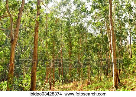 "Eucalyptus forest, Madeira, Portugal, Europe" View Large Photo Image Picture - "Eucalyptus forest, Madeira, Portugal, Europe". Fotosearch