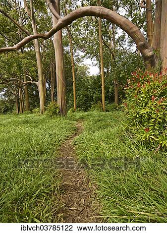 Stock Image - "Eucalyptus forest, Maui, Hawaii, USA". Fotosearch