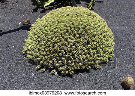"Euphorbia echinus, spurge species, native to Morocco, Lanzarote, Canary Islands, Spain, Europe" View Large Photo Image Stock Photo - "Euphorbia echinus, spurge species, native to Morocco, Lanzarote, Canary Islands, Spain, Europe". Fotosearch