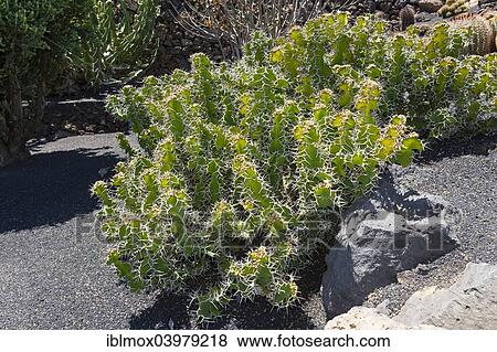 "Euphorbia grandicornis, spurge species, native to East Africa, Lanzarote, Canary Islands, Spain, Europe" View Large Photo Image Stock Photo - "Euphorbia grandicornis, spurge species, native to East Africa, Lanzarote, Canary Islands, Spain, Europe". Fotosearch