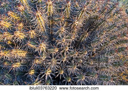 "Euphorbia heptagona, Karoo, Western Cape, South Africa, Africa" View Large Photo Image Stock Image - "Euphorbia heptagona, Karoo, Western Cape, South Africa, Africa". Fotosearch