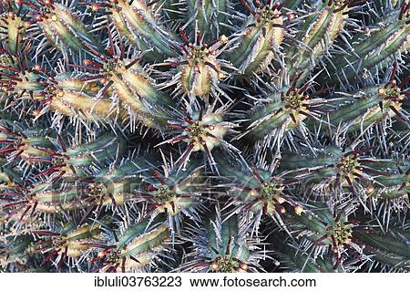 Stock Image - "Euphorbia heptagona, Karoo, Western Cape, South Africa, Africa". Fotosearch