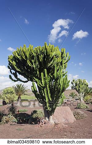 "Euphorbia plants (Euphorbiaceae), Las Playitas, Fuerteventura, Canary Islands, Spain, Europe" View Large Photo Image Stock Image - "Euphorbia plants (Euphorbiaceae), Las Playitas, Fuerteventura, Canary Islands, Spain, Europe". Fotosearch
