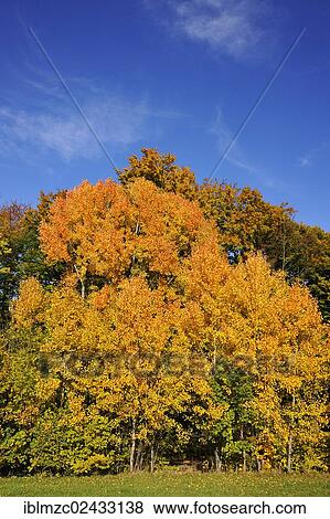 Stock Photo - "Eurasian Aspen (Populus tremula) in autumn colours, Algersdorf, Franconian Switzerland, Middle Franconia, Bavaria, Germany, Europe". Fotosearch