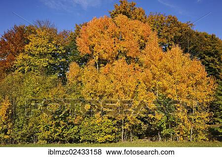 Stock Photo - "Eurasian Aspen (Populus tremula) in autumn colours, Algersdorf, Franconian Switzerland, Middle Franconia, Bavaria, Germany, Europe". Fotosearch