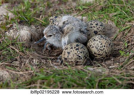 "Eurasian Avocet (Recurvirostra avosetta), newly hatched hour-old chick and hatching eggs in nest, Norfolk, England, United Kingdom, Europe" View Large Photo Image Stock Photo - "Eurasian Avocet (Recurvirostra avosetta), newly hatched hour-old chick and hatching eggs in nest, Norfolk, England, United Kingdom, Europe". Fotosearch