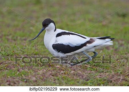 "Eurasian Avocet (Recurvirostra avosetta), adult, settling over clutch and newly hatched hour-old chick in nest, Norfolk, England, United Kingdom, Europe" View Large Photo Image Stock Photo - "Eurasian Avocet (Recurvirostra avosetta), adult, settling over clutch and newly hatched hour-old chick in nest, Norfolk, England, United Kingdom, Europe". Fotosearch