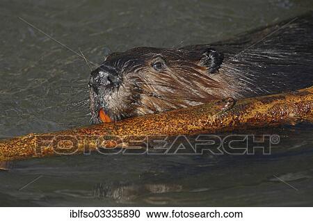 "Eurasian Beaver (Castor fiber) in water with a willow branch, captive, Baden-Wurttemberg, Germany, Europe" View Large Photo Image Stock Image - "Eurasian Beaver (Castor fiber) in water with a willow branch, captive, Baden-Wurttemberg, Germany, Europe". Fotosearch