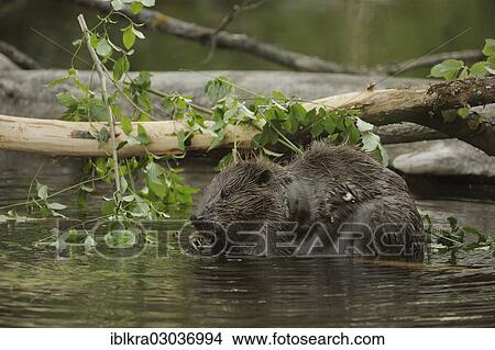 "Eurasian Beaver or European Beaver (Castor fiber), Danube-Auen, Gross-Enzersdorf, Lower Austria, Austria, Europe" View Large Photo Image Picture - "Eurasian Beaver or European Beaver (Castor fiber), Danube-Auen, Gross-Enzersdorf, Lower Austria, Austria, Europe". Fotosearch