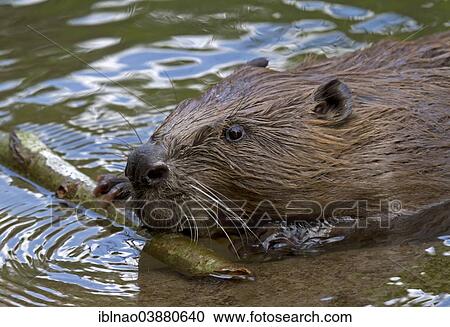 "Eurasian Beaver or European Beaver (Castor fiber), Bavaria, Germany, Europe" View Large Photo Image Stock Image - "Eurasian Beaver or European Beaver (Castor fiber), Bavaria, Germany, Europe". Fotosearch