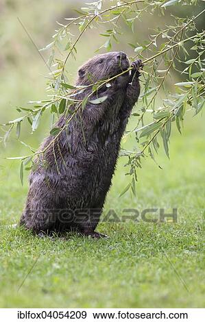 Stock Photo - "Eurasian Beaver or European Beaver (Castor fiber), feeding on a willow tree, Tyrol, Austria, Europe". Fotosearch