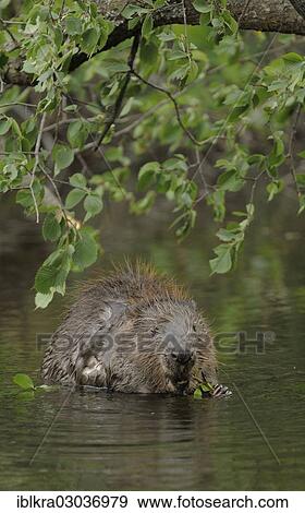 "Eurasian Beaver or European Beaver (Castor fiber), Danube-Auen, Gross-Enzersdorf, Lower Austria, Austria, Europe" View Large Photo Image Stock Photo - "Eurasian Beaver or European Beaver (Castor fiber), Danube-Auen, Gross-Enzersdorf, Lower Austria, Austria, Europe". Fotosearch