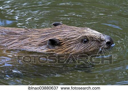 "Eurasian Beaver or European Beaver (Castor fiber), Bavaria, Germany, Europe" View Large Photo Image Stock Photo - "Eurasian Beaver or European Beaver (Castor fiber), Bavaria, Germany, Europe". Fotosearch