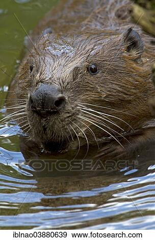 Stock Photo - "Eurasian Beaver or European Beaver (Castor fiber), Bavaria, Germany, Europe". Fotosearch