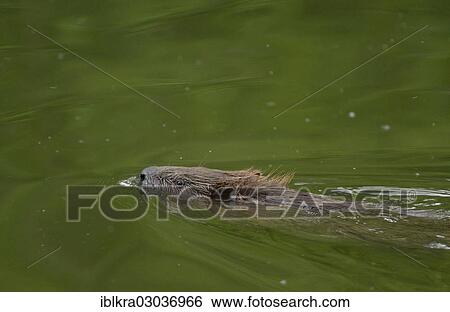 "Eurasian Beaver or European Beaver (Castor fiber), Danube-Auen, Gross-Enzersdorf, Lower Austria, Austria, Europe" View Large Photo Image Stock Photograph - "Eurasian Beaver or European Beaver (Castor fiber), Danube-Auen, Gross-Enzersdorf, Lower Austria, Austria, Europe". Fotosearch