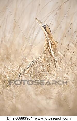 "Eurasian Bittern or Great Bittern (Botaurus stellaris), Austria, Europe" View Large Photo Image Picture - "Eurasian Bittern or Great Bittern (Botaurus stellaris), Austria, Europe". Fotosearch