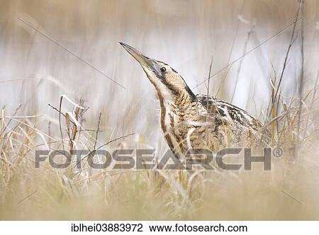 "Eurasian Bittern or Great Bittern (Botaurus stellaris), Austria, Europe" View Large Photo Image Stock Image - "Eurasian Bittern or Great Bittern (Botaurus stellaris), Austria, Europe". Fotosearch