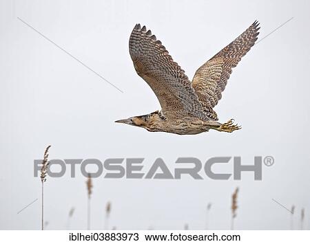 Stock Image - "Eurasian Bittern or Great Bittern (Botaurus stellaris) in flight, Austria, Europe". Fotosearch