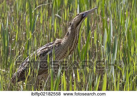 "Eurasian Bittern or Great Bittern (Botaurus stellaris) in young reed, Minsmere, Suffolk, England, United Kingdom, Europe" View Large Photo Image Stock Photo - "Eurasian Bittern or Great Bittern (Botaurus stellaris) in young reed, Minsmere, Suffolk, England, United Kingdom, Europe". Fotosearch