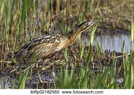 Stock Photography - "Eurasian Bittern or Great Bittern (Botaurus stellaris) in young reed, Minsmere, Suffolk, England, United Kingdom, Europe". Fotosearch