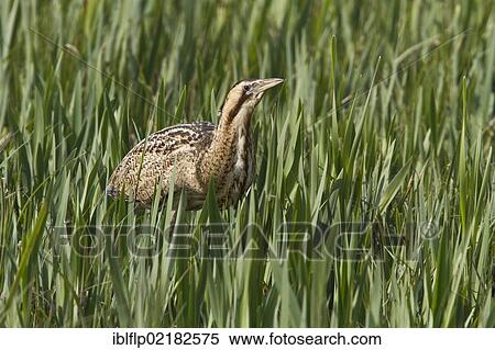 Stock Photography - "Eurasian Bittern or Great Bittern (Botaurus stellaris) walking through young reed, Minsmere, Suffolk, England, United Kingdom, Europe". Fotosearch