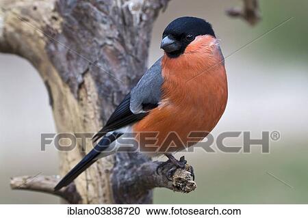 "Eurasian Bullfinch (Pyrrhula pyrrhula), Tyrol, Austria, Europe" View Large Photo Image Stock Image - "Eurasian Bullfinch (Pyrrhula pyrrhula), Tyrol, Austria, Europe". Fotosearch
