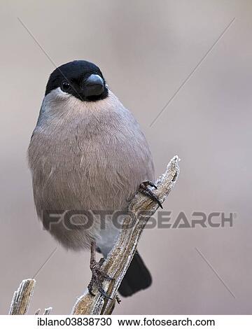 "Eurasian Bullfinch (Pyrrhula pyrrhula), female, Tyrol, Austria, Europe" View Large Photo Image Stock Image - "Eurasian Bullfinch (Pyrrhula pyrrhula), female, Tyrol, Austria, Europe". Fotosearch