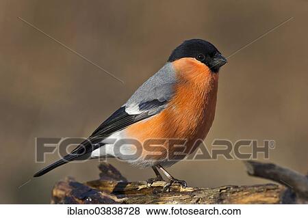 "Eurasian Bullfinch (Pyrrhula pyrrhula), Tyrol, Austria, Europe" View Large Photo Image Stock Photo - "Eurasian Bullfinch (Pyrrhula pyrrhula), Tyrol, Austria, Europe". Fotosearch