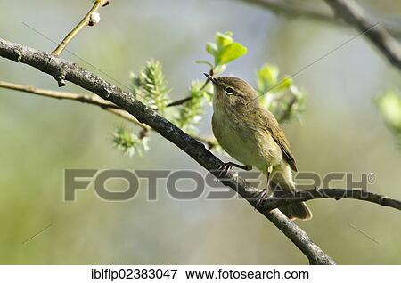 "Eurasian Chiffchaff (Phylloscopus collybita), adult, perched in willow tree, Rainham Marshes RSPB Reserve, Essex, England, United Kingdom, Europe" View Large Photo Image Stock Photo - "Eurasian Chiffchaff (Phylloscopus collybita), adult, perched in willow tree, Rainham Marshes RSPB Reserve, Essex, England, United Kingdom, Europe". Fotosearch