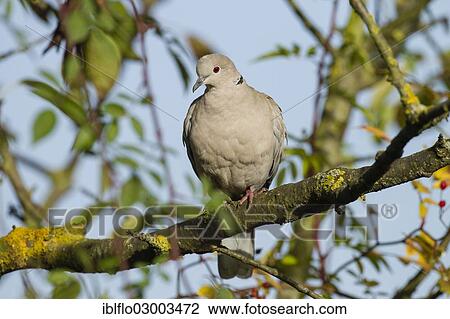 "Eurasian Collared Dove (Streptopelia decaocto), Offheim, Limburg an der Lahn, Hesse, Germany, Europe" View Large Photo Image Stock Image - "Eurasian Collared Dove (Streptopelia decaocto), Offheim, Limburg an der Lahn, Hesse, Germany, Europe". Fotosearch