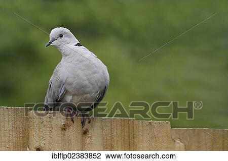"Eurasian Collared Dove (Streptopelia decaocto), adult, perched on garden fence, Leicestershire, England, United Kingdom, Europe" View Large Photo Image Stock Image - "Eurasian Collared Dove (Streptopelia decaocto), adult, perched on garden fence, Leicestershire, England, United Kingdom, Europe". Fotosearch