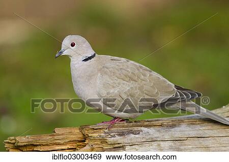 Stock Photo - "Eurasian Collared Dove (Streptopelia decaocto), Offheim, Limburg an der Lahn, Hesse, Germany, Europe". Fotosearch