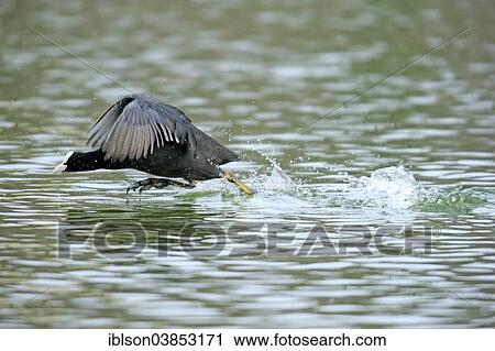 "Eurasian Coot (Fulica atra), male, Luisenpark, Mannheim, Baden-Wurttemberg, Germany, Europe" View Large Photo Image Stock Image - "Eurasian Coot (Fulica atra), male, Luisenpark, Mannheim, Baden-Wurttemberg, Germany, Europe". Fotosearch