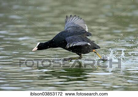 "Eurasian Coot (Fulica atra), male, Luisenpark, Mannheim, Baden-Wurttemberg, Germany, Europe" View Large Photo Image Stock Image - "Eurasian Coot (Fulica atra), male, Luisenpark, Mannheim, Baden-Wurttemberg, Germany, Europe". Fotosearch