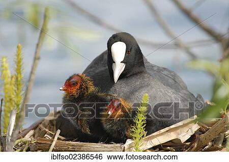 "Eurasian Coot (Fulica atra) sitting with two chicks in a nest, Thuringia, Germany, Europe" View Large Photo Image Stock Photograph - "Eurasian Coot (Fulica atra) sitting with two chicks in a nest, Thuringia, Germany, Europe". Fotosearch