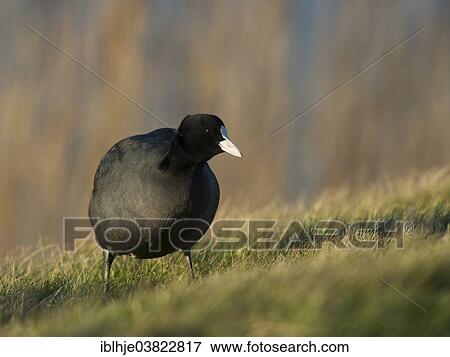 "Eurasian Coot (Fulica atra), Texel, North Holland, Netherlands" View Large Photo Image Stock Photo - "Eurasian Coot (Fulica atra), Texel, North Holland, Netherlands". Fotosearch