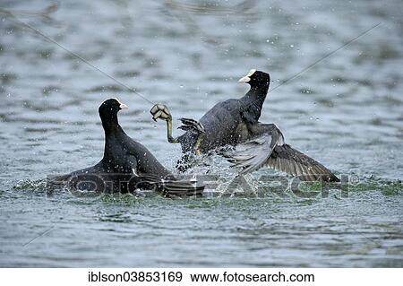 "Eurasian Coot (Fulica atra), two males fighting in the water, Luisenpark, Mannheim, Baden-Wurttemberg, Germany, Europe" View Large Photo Image Stock Photo - "Eurasian Coot (Fulica atra), two males fighting in the water, Luisenpark, Mannheim, Baden-Wurttemberg, Germany, Europe". Fotosearch